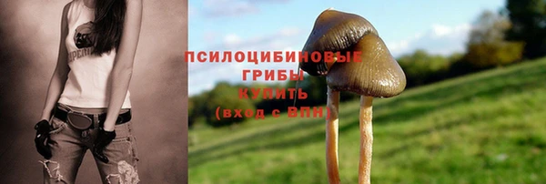стаф Медногорск
